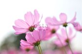 ESTAhome fotobehang veldbloemen roze - 158009 - 418,5 cm x 279 m