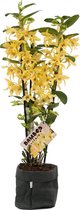 Orchidee van Botanicly – Bamboe Orchidee met een zwarte paper-look pot als set – Hoogte: 50 cm, 3 takken, Gele bloemen – Dendrobium nobile Chyomi