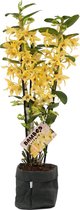 Orchidee van Botanicly – Bamboe Orchidee met een zwarte paper-look pot als set – Hoogte: 50 cm, 3 takken, Gele bloemen – Dendrobium nobile Chyomi