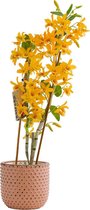 Orchidee van Botanicly – Bamboe Orchidee in roze keramiek pot als set – Hoogte: 50 cm, 3 takken – Dendrobium nobile Firebird