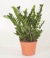 Kamerplant van Botanicly – Zamioculcas zamiifolia – Hoogte: 110 cm