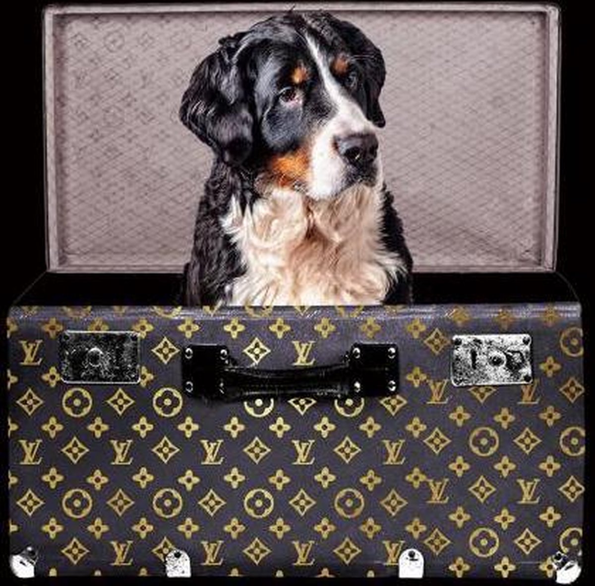 60 x 80 cm - Glasschilderij - Hond in Louis Vuitton verpakking - Brands &  Fashion | bol