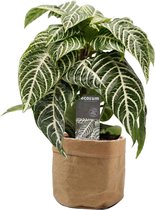 FloriaFor - Botanica Aphelandra Green In Sizo Bag (natural) - - ↨ 30cm - ⌀ 15cm