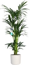 FloriaFor - XL Kentia Palm In ELHO B.for Pot (wit) - - ↨ 160cm - ⌀ 25cm