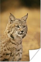 Portretfoto rode lynx poster papier 60x90 cm - Foto print op Poster (wanddecoratie woonkamer / slaapkamer) / Wilde dieren Poster