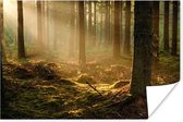 Herfstzon schijnt in een donker bos Poster 60x40 cm - Foto print op Poster (wanddecoratie woonkamer / slaapkamer) / Zon Poster