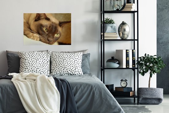 Poster Bruin gekleurde Burmese kat - 60x40 cm