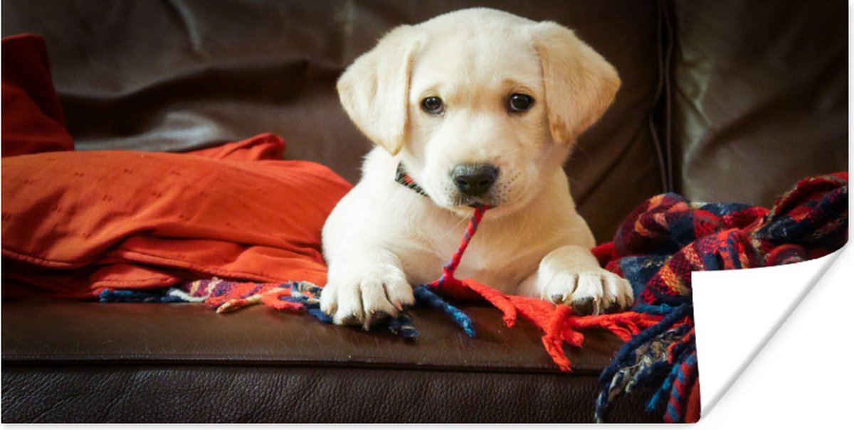 Poster Labrador puppy met deken - 80x40 cm op Prijzenvolger.com