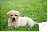 Poster Puppy Labrador dans l'herbe 120x80 cm - Tirage photo sur Poster (décoration murale salon / chambre) / Poster Animaux domestiques