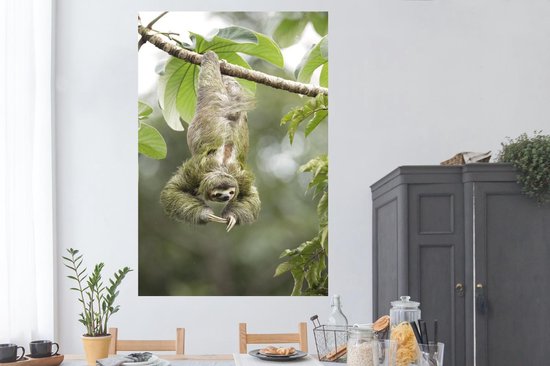 Poster Un paresseux pendu la tête en bas dans les arbres - 120x180 cm XXL