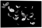 Dibond - Witte Zwevende Veertjes - 60x40cm Foto op Aluminium (Wanddecoratie van metaal)