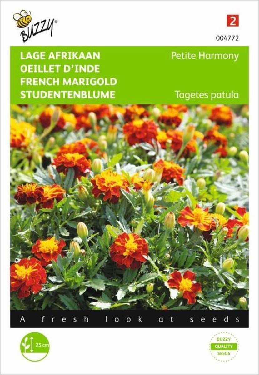 Lage Afrikaan Petite Harmony - Tagetes patula nana