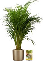 Pokon Powerplanten Areca Palm 100 cm ↕ - Kamerplanten - in Pot (Mica Era, Goud) - Goudpalm - met Plantenvoeding / Vochtmeter