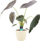 FloriaFor - Alocasia Wentii Met Elho Brussels Soap - - ↨ 65cm - ⌀ 19cm