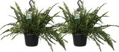 FloriaFor - Duo Nephrolepis Exaltata 'Green Lady' - - ↨ 40cm - ⌀ 17cm