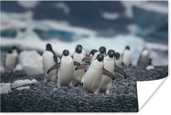 Adelie pingouins sur la plage poster papier 90x60 cm - Tirage photo sur Poster (décoration murale salon / chambre) / Poster Animaux sauvages