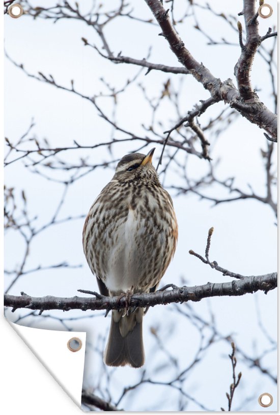 Un grand sizerin flammé assis sur une branche en Islande Affiche de jardin 120x180 cm - Toile de jardin / Toile d'extérieur / Peintures d'extérieur (décoration de jardin) XXL / Grand format!