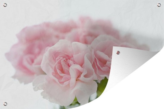 Tuindecoratie Licht roze Anjer bloemen - 60x40 cm - Tuinposter - Tuindoek - Buitenposter