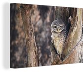 Chouette en arbre creux dans la forêt 60x40 cm - Tirage photo sur toile (Décoration murale salon / chambre) / Peintures sur toile Mammifères