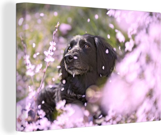 Chien noir se trouve dans un champ de fleurs 180x120 cm - Tirage photo sur toile (Décoration murale salon / chambre) XXL / Groot format!