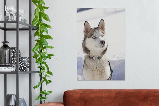 Tableau Husky sibérien  Déco murale imprimée sur toile –