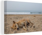 Canvas schilderij 150x100 cm - Wanddecoratie Honden slapen op het strand - Muurdecoratie woonkamer - Slaapkamer decoratie - Kamer accessoires - Schilderijen