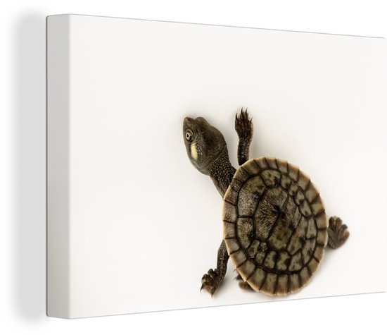 Bébé tortue marche toile sur fond blanc 2cm 120x80 cm - impression photo sur toile peinture Décoration murale salon / chambre à coucher) / Animaux sauvages Peintures Toile