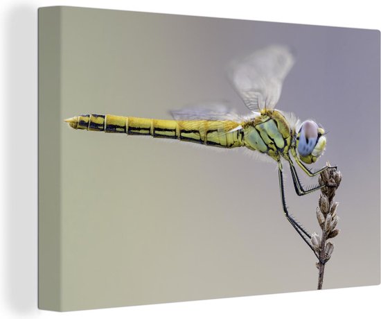 Canvas Schilderij Gele libelle op lavendel - 60x40 cm - Wanddecoratie