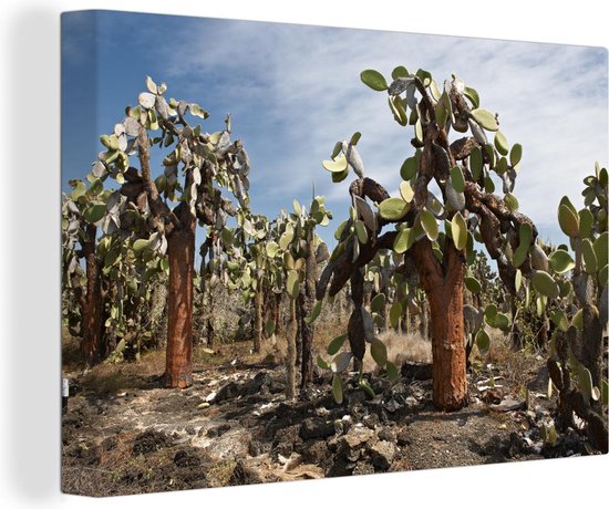Cactussen Galapagoseilanden bij Ecuador Canvas 180x120 cm - Foto print op Canvas schilderij (Wanddecoratie woonkamer / slaapkamer) / Zee en Strand XXL / Groot formaat! Cactussen Galapagoseilanden bij Ecuador Canvas 180x120 cm - Foto print op Canvas schilderij (Wanddecoratie woonkamer / slaapkamer) / Zee en Strand XXL / Groot formaat!