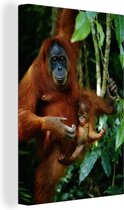 Un orang-outan rouge dans une toile d'arbre 120x180 cm - Tirage photo sur toile (Décoration murale salon / chambre) / Animaux sauvages Peintures sur toile XXL / Groot format!