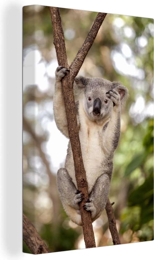Canvas Schilderij Koala - Takken - Dier - Kinderen - Jongens - Meiden - 40x60 cm - Wanddecoratie
