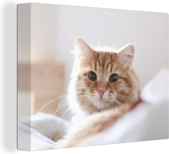 Schilderij kat - Oranje - Wit - Bed - Close up - Canvas kat - Katten schilderij - Wanddecoratie - 80x60 cm