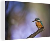 Kingfisher Canvas 120x80 cm - Tirage photo sur toile (Décoration murale salon / chambre)
