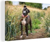 Un Staffordshire Bull Terrier dans les hautes herbes Toile 180x120 cm - Tirage photo sur Toile (Décoration murale salon / chambre) / Animaux domestiques Peintures sur toile XXL / Groot format!