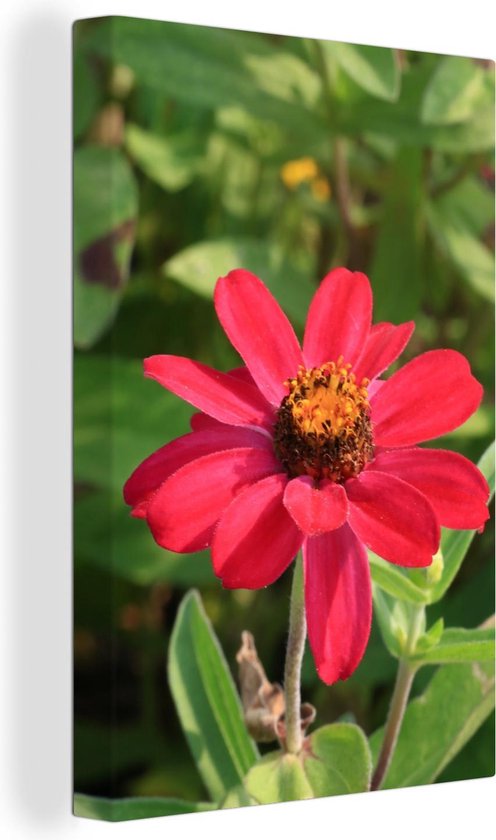 Canvas Schilderij Rode zinnia bloem in de bloei - 40x60 cm - Wanddecoratie