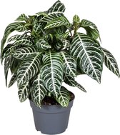 Decorum Botanica Aphelandra Green – ↨ 40cm – ⌀ 17cm