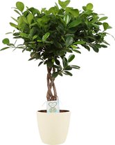 Ficus macrocarpa Moclame gevlochten stam in ELHO sierpot (soap) – ↨ 65cm – ⌀ 18cm