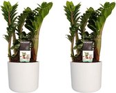 FloraExpert - Zamioculcas - 40 Cm - Ø 14