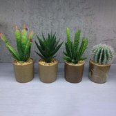 PLASTICS PLANT Cactus - ASSORTED MODELLEN