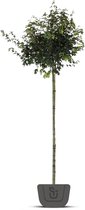 Veldesdoorn | Acer campestre Nanum | Stamomtrek: 10-12 cm