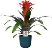 Bloem van Botanicly – Guzmania in blauw ELHO plastic pot als set – Hoogte: 60 cm – Guzmania Tutti Frutti