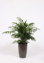 Kamerplant van Botanicly – Mexicaanse Bergpalm in taupe plastic pot 'Santorini' als set – Hoogte: 110 cm – Chamaedorea elegans