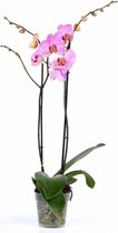 Fleurdirect - Phalaenopsis - 70 Cm - Ø 12 - 1 Stuks