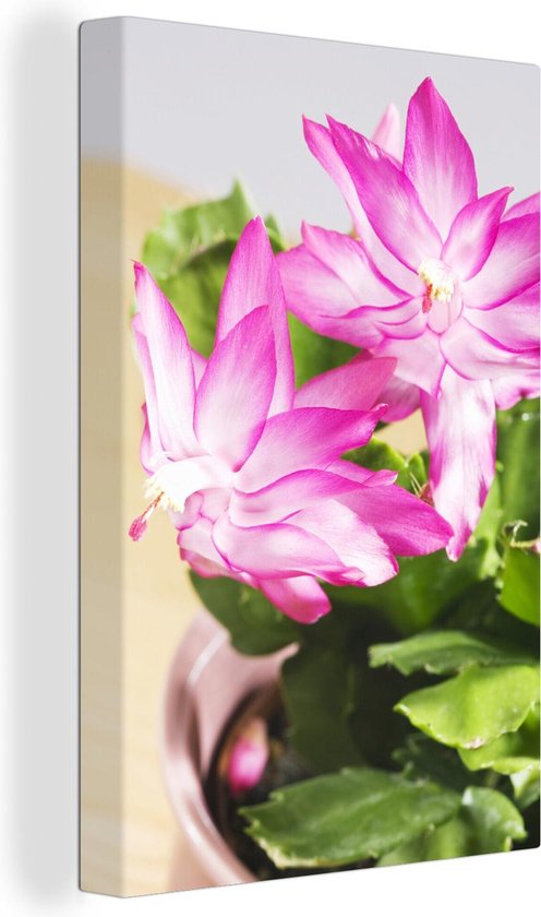 Lidcactus en fleur 40x60 cm - Tirage photo sur toile (Décoration murale salon / chambre) / Peintures Fleurs sur toile