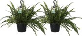 Decorum Duo Nephrolepis exaltata 'Green Lady' – ↨ 40cm – ⌀ 17cm