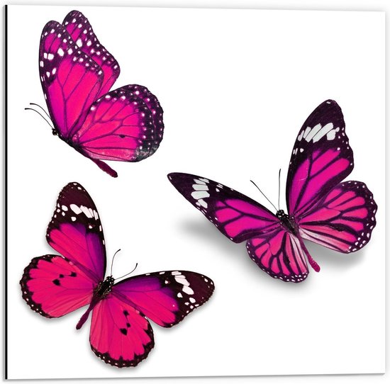 Dibond - Drie Roze Vlinders - 50x50cm Foto op Aluminium (Wanddecoratie van metaal)