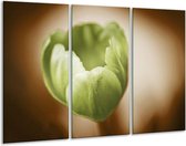 Glasschilderij Tulp - Groen, Bruin, Wit - 120x80cm 3Luik - Foto Op Glas - Geen Acrylglas Schilderij - GroepArt 6000+ Glas Art Collectie - Maatwerk Mogelijk