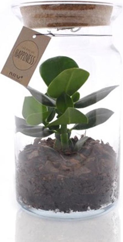 e-bloom Kamerplant - Mini Jungle met licht - Ecosysteem - Terrarium plant