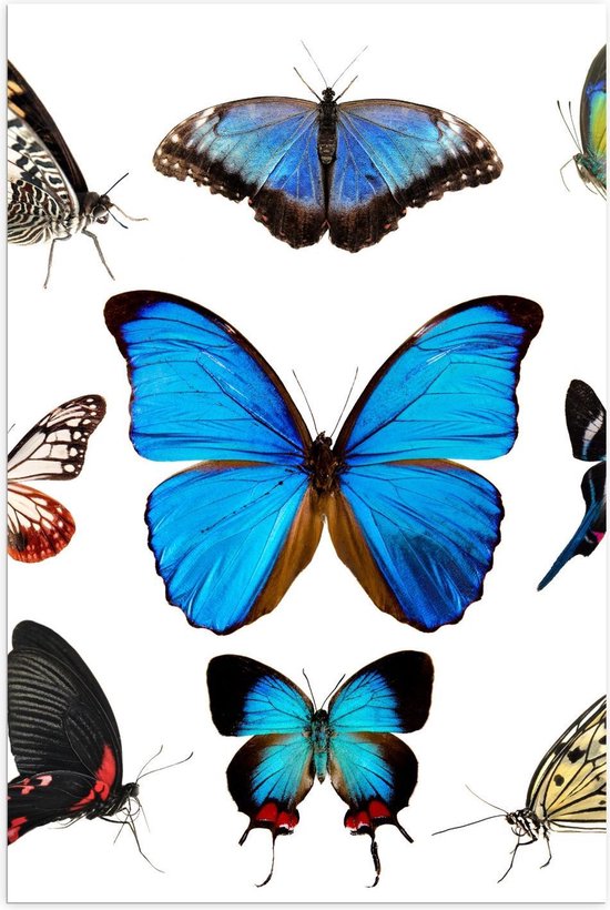 Poster – Vlinders op Witte Achtergrond - 80x120cm Foto op Posterpapier