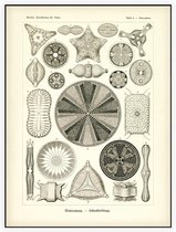 Triceratium - Diatome (Kunstformen der Natur), Ernst Haeckel - Foto op Akoestisch paneel - 90 x 120 cm